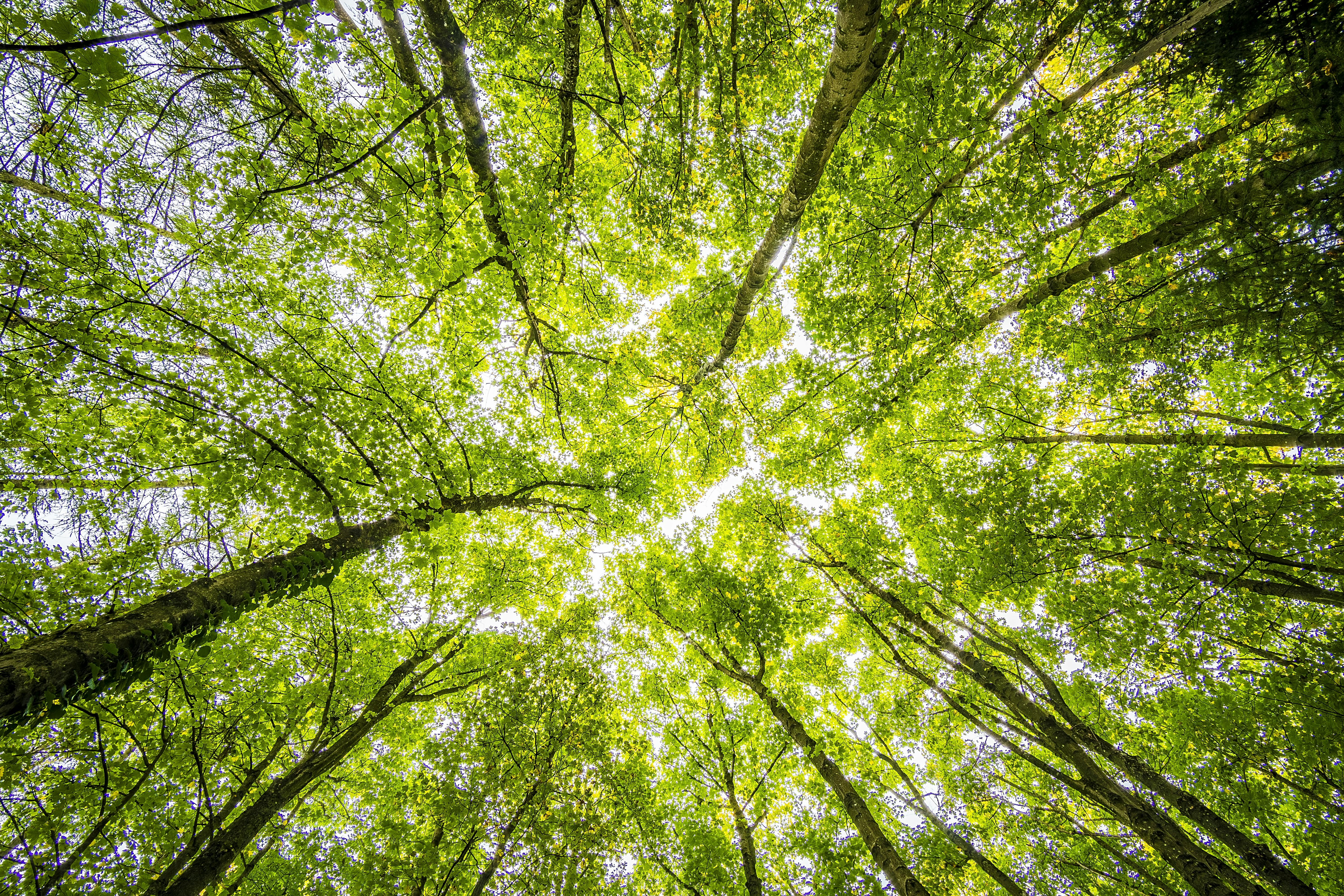 looking up at trees in the forest