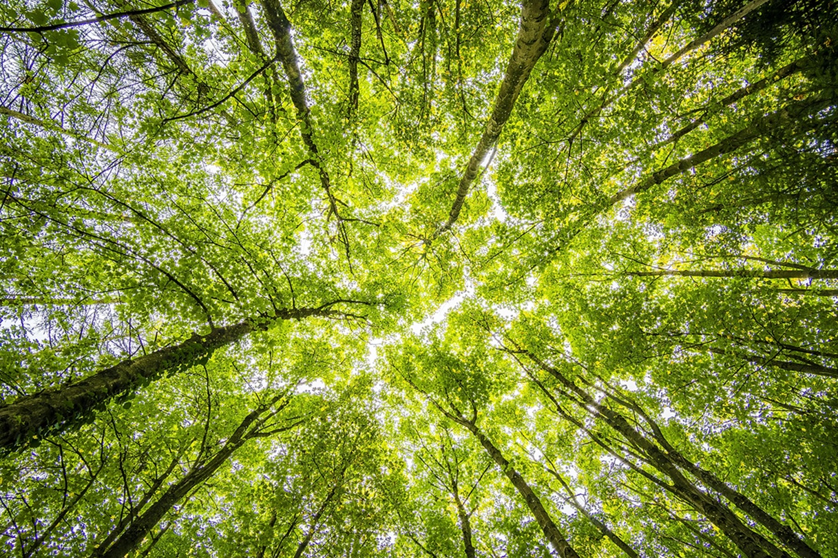 View looking up into the green forest canopy, showcasing tall trees and vibrant leaves against the sky.